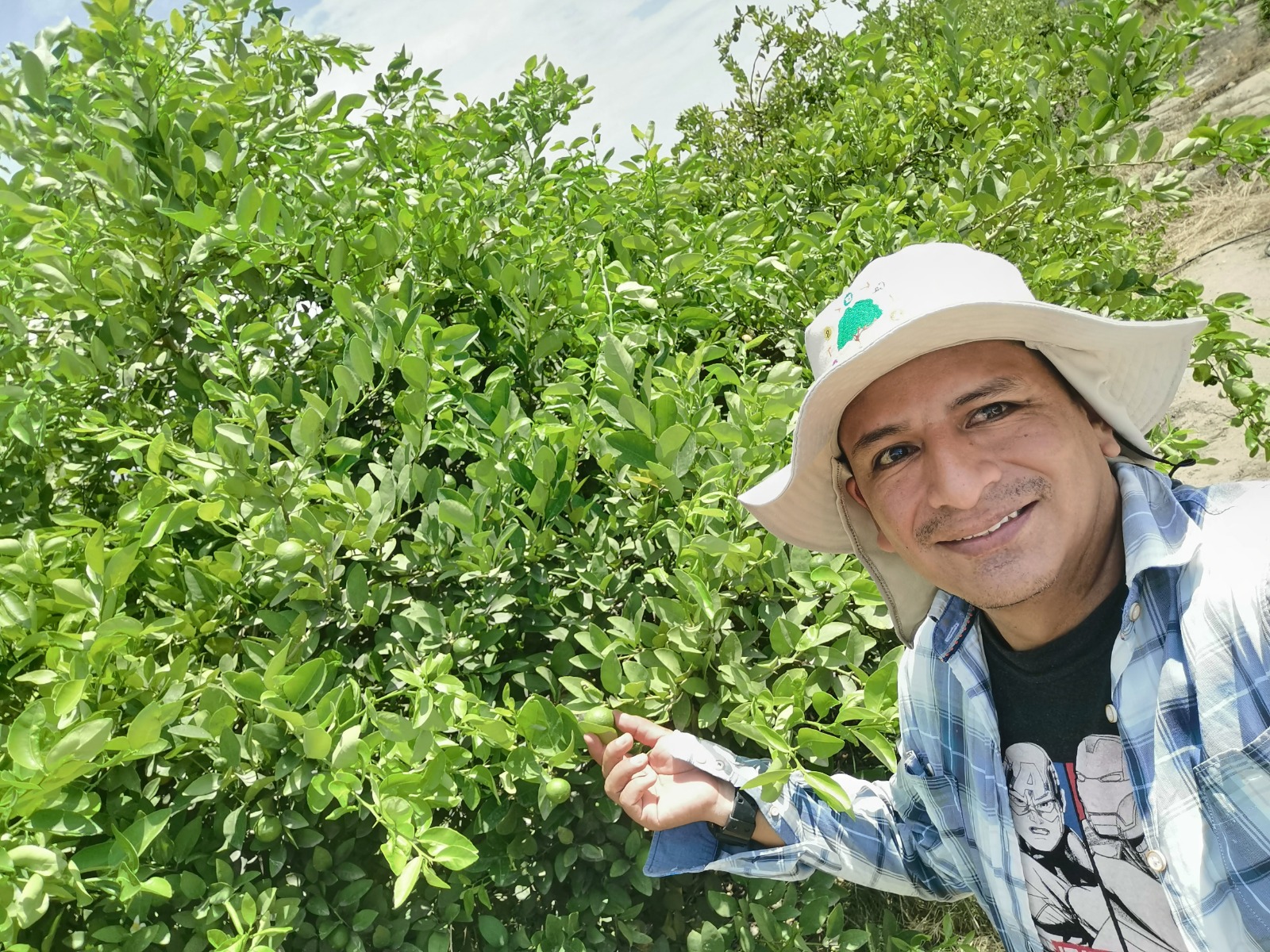 Plantación de limón sutil peruano