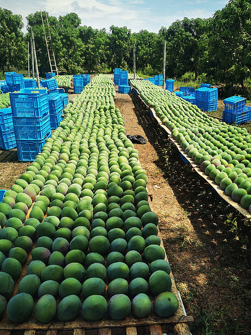 Clasificación y empaque de mango Kent