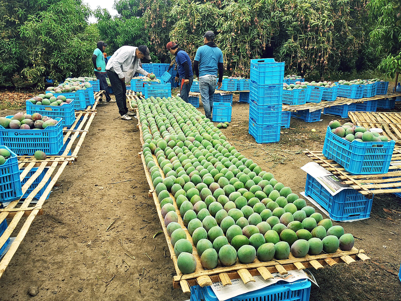 Mango Kent listo para exportación
