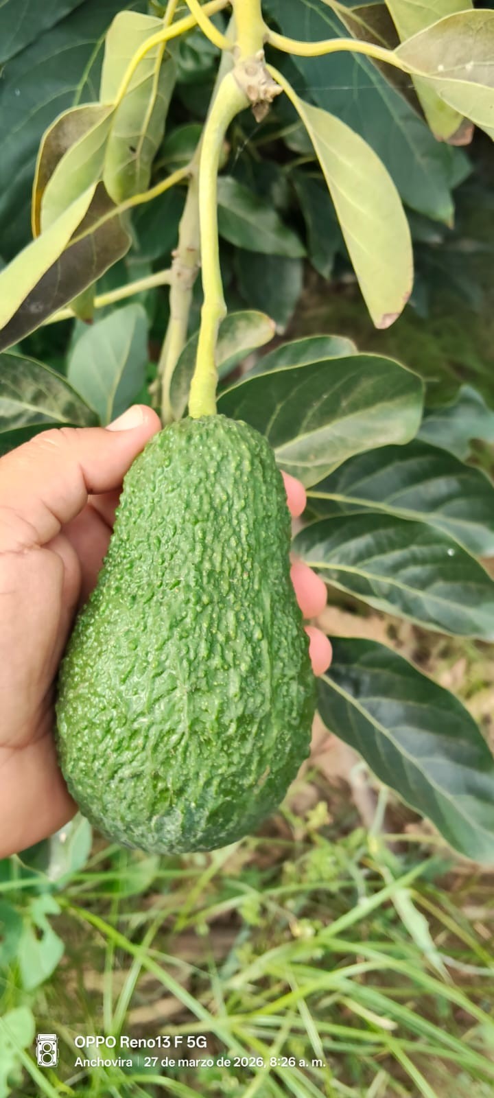 Palta Hass en árbol, lista para cosechar