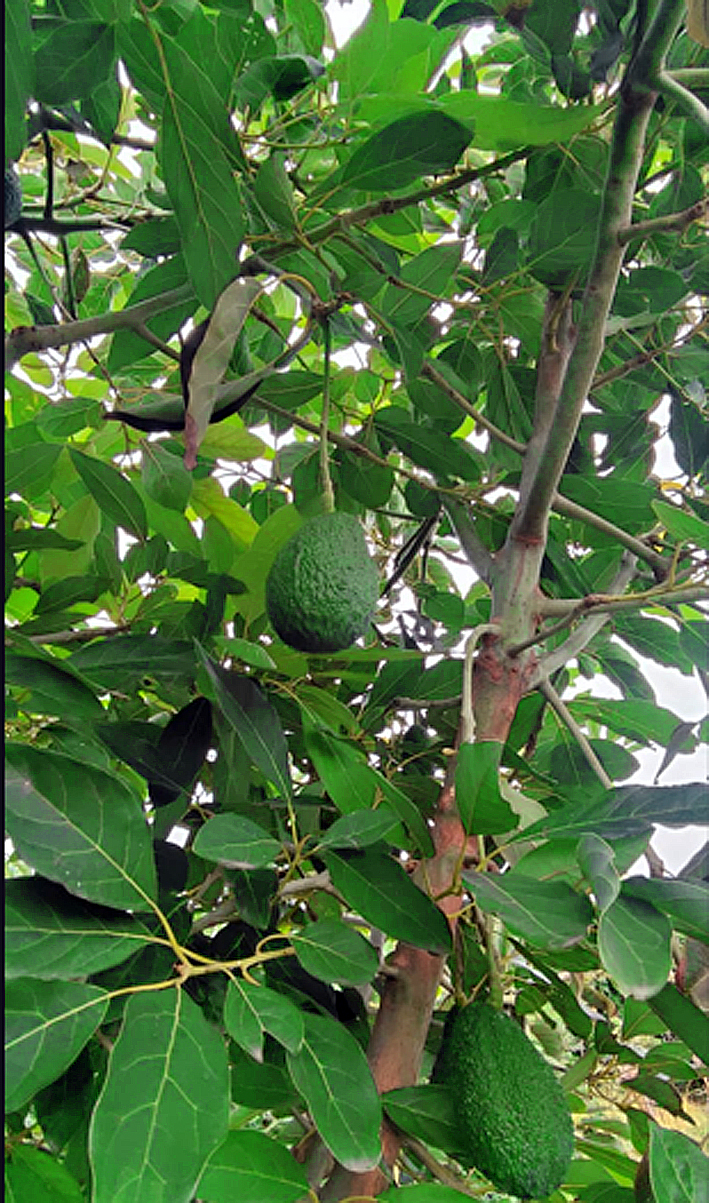 Equipo de producción palta ECOMBEX